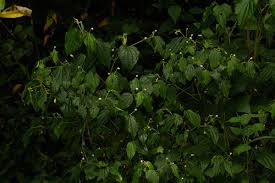 Image result for Piper capense