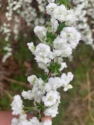 Image result for Spiraea prunifolia