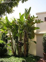 White Bird Of Paradise Images Full Size Picture Of White Bird Of Paradise White Strelitzia Strelitzia Alba Tropical Garden Paradise Plant Birds Of Paradise