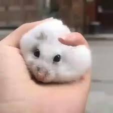 Pin On Cute Animals