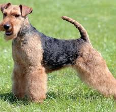 Please contact me if you have 8 weeks old airedale puppy in toronto, on. Welsh Terriers 10 Things To Know About These Spirited Black Tan Dogs