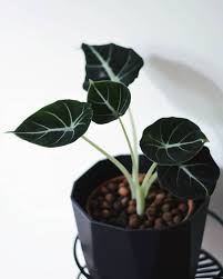 I am always pleased with my purchases! Pin On Jardinage