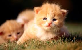 Cute Is Not Enough Funny Cats And Dogs Videos Compilation 2018 13 Https Youtu Be Xc2psmg59ke Via Youtube Teamyoutube Ytcreators Youtubetv Anima Cats