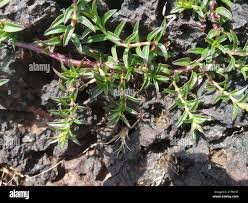 Image result for Lepidagathis andersoniana