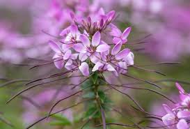 Image result for Cleome maculata