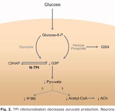 Pdf The Pathophysiology Of Triose Phosphate Isomerase Dysfunction In Alzheimer S Disease Semantic Scholar