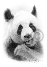 Rings should not look like a perfect circle rather than these would be oval. Panda Art Pencil Drawing Print A3 A4 Sizes Signed Wildlife Artwork Ebay