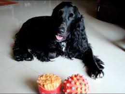 The Pitch Black Cocker Spaniel Youtube
