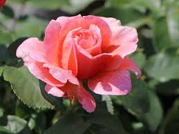 Popular flower name for girls. Beetrose Marie Curie Finde Deine Neue Rose Online Ratgeber