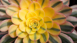 Aukland cactus and succulent society. 10 Succulents Easy To Grow In Slo County Ca Gardens San Luis Obispo Tribune