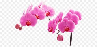 Desgarga gratis los mejores gifs animados de vacas. Flor La Polilla De Las Orquideas Las Orquideas Imagen Png Imagen Transparente Descarga Gratuita