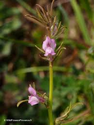 Image result for Misopates