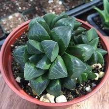 4 Quot Succulent Haworthia Retusa Succulents Small Succulent Plants Propagating Plants