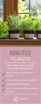 Krauter Pflanzen Tipps Fur Balkon Beet Plantura Pflanzen Krauter Pflanzen Krauter Anpflanzen