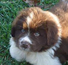 Brown N White Newfoundland Puppy Newfoundland Puppies Brown Newfoundland Dog Newfoundland Dog
