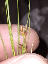 Image result for Rhynchospora gracillima