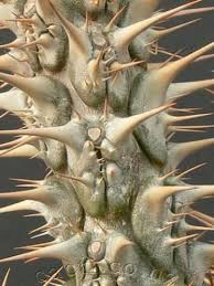 Image result for Euphorbia didiereoides