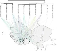 Image result for Microchloa kunthii