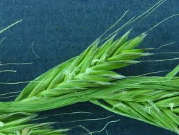 Image result for Lolium