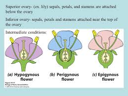 Classification of flowers based on position of ovary. Insertion Types Flowers Superior Ovaries Hypogynous Half Inferior Ovaries Perigynous Inferior Ovaries Epigy Biology Lessons Biology Classroom Biology