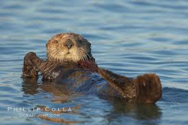 Image result for Enydra