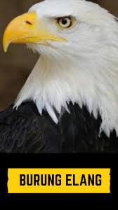 We did not find results for: Burung Elang Wallpaper Fur Android Apk Herunterladen