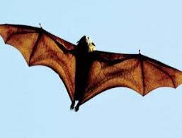Malayan bat hanging on a tree branch. Did Learning To Fly Give Bats Super Immunity New Scientist