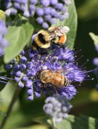 They provide protective shelter for many mammals. Bumble Bees Bugwoodwiki