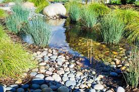 Designing The New Normal California Native Garden Rain Garden Native Plant Gardening