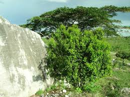 Image result for Dialium angolense