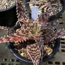Image result for Aloe mossurilensis