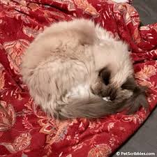 Ragdolls are large cats, one of the largest cat breeds. Lulu Loved Her Blankets A Tribute To Our Sweet Ragdoll Girl Pet Scribbles