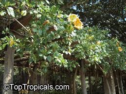 Image result for Solandra maxima