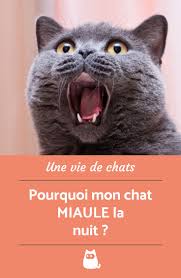 Epingle Sur Chats Et Chatons