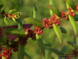 Image result for Ammannia baccifera