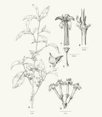 Image result for Pyrostria bibracteata