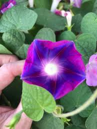 Image result for Ipomoea tricolor