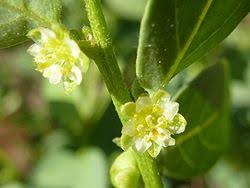 Image result for Clutia