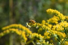 Image result for Solidago juncea