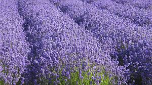 Pastel Purple On Tumblr Pastel purple aesthetic | tumblr. pastel purple on tumblr