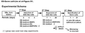 Lim & co is a valuer & estate agent, registration number of ve(3)0036, with office located in penang, but they. Three Step Method For Proliferation And Differentiation Of Human Embryonic Stem Cell Hesc Derived Male Germ Cells