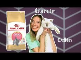 Royal Canin British Shorthair Kitten Mama Burcin Youtube