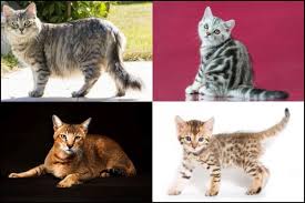 The patched tabby, which may be a calico or tortoiseshell cat with tabby patches (the latter is called a. Tabby Cat Colors And Patterns Pets Kb