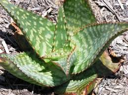 Image result for Aloe greatheadii