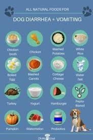 Rssmix Com Mix Id 9959214 Foods Dogs Can Eat Dog Food Recipes Dog Food Allergies