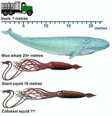Colossal Squid Largest Invertebrate Largest Eyes Of All