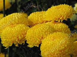 Chrysanthemum Tiger Yellow Of The Nikitsky Botanical Gardens Ukraine Mana Vietne Chrysanthemum Chrysanthemum Flower Flowers Perennials