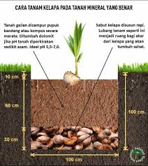 Siram sesuai dengan kondisi iklim. Haba Tani Home Facebook