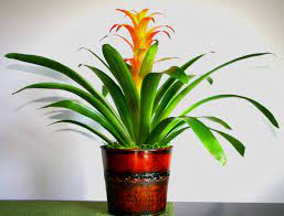 Tropical house plants and trees to grow indoors at home. Bromeliad Indoor Flowering Plants Tropical House Plants Plants
