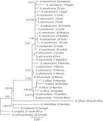 Image result for Aristida rhiniochloa